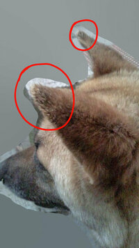 画像あり 犬の耳の先の毛がおかしいです 原因を教えてください 犬の耳 Yahoo 知恵袋
