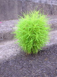 この画像の草 木 の名前は何ですか 葉っぱは細くてホワホワしていま Yahoo 知恵袋