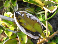 大麻の栽培は違法行為 ですが トリカブトやマンドラゴラといった有 Yahoo 知恵袋