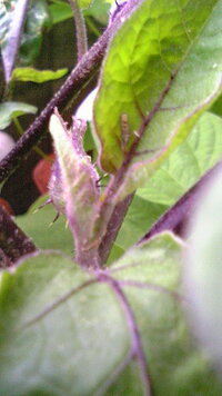 害虫 益虫 ナスの葉にいた虫なのですが これは害虫ですか 益虫ですか Yahoo 知恵袋