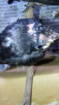 うさぎの耳が熱いんですが いつもよりかなりです 子供がインフ Yahoo 知恵袋