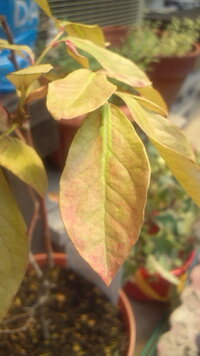 ブルーベリーの葉の黄色化について 今年の春先ぐらいから 鉢植え Yahoo 知恵袋