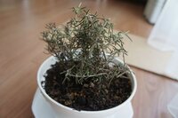 ロータス ブリムストンのポット苗を花壇に植えましたが 葉がちぢれポロポ Yahoo 知恵袋