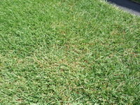 芝生が枯れてきて広がってきています これはラージパッチでしょうか トッ Yahoo 知恵袋