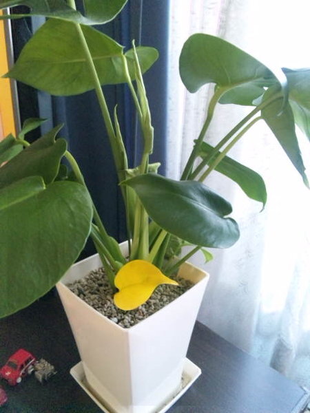 モンステラなんですが、1枚だけ葉が黄色くなってしまいました