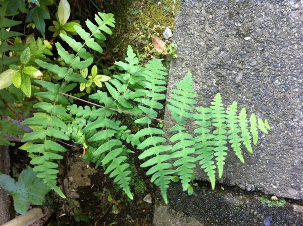 この植物の名前を教えてください 庭に見慣れないシダが生えてきま Yahoo 知恵袋