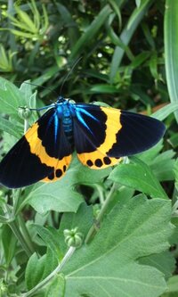 蛾の名前を教えて下さい 先日鹿児島の山間部に行った際 昼間にこの蛾 Yahoo 知恵袋