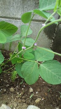 枝豆の花について枝豆を育てていますが調べると花は白と書いてありましたが今朝咲 Yahoo 知恵袋