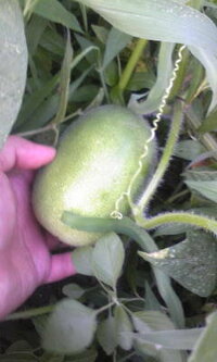 家庭菜園で冬瓜を作っているのですが 収穫時期の判断の仕方を教えてください 現 Yahoo 知恵袋