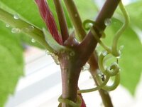 シュガーバインの葉の裏につく白い結晶 観葉植物のシュガーバイン Yahoo 知恵袋