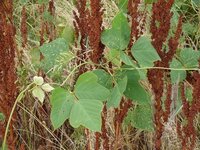 河川敷のツル科の植物これは何の植物ですか 葛ではないですか Yahoo 知恵袋