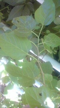 桑の木ですが 色んな種類があっても一応同じ桑なのですか 自分が実を食べたの Yahoo 知恵袋