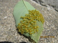 ジューンベリーの葉にキレイに整列した毛虫のような生き物がついています 名前が Yahoo 知恵袋
