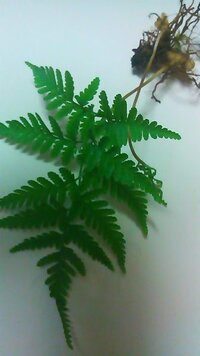 この植物の名前を教えてください イヌワラビとベニシダの回答が Yahoo 知恵袋
