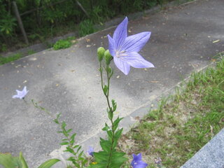 桔梗の花は秋の七草 その季語も秋だったと思うのですが 今日の日差しは Yahoo 知恵袋