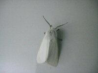最近、家の中に白い蛾のような虫が多いです。この虫の名前、毒の有無を教えてください。
また、時期的に多く発生するものなんでしょうか？ 