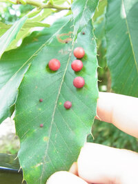 桜の木の下に赤いつぶがたくさん落ちています 毛虫のフンですか Yahoo 知恵袋