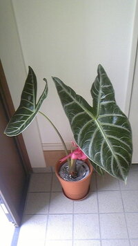 画像の観葉植物の名前教えて下さい あと育て方も教えて下さい よろしくお願いし Yahoo 知恵袋