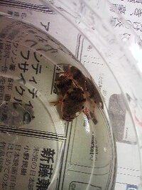 このゲンゴロウなんですか 今日 ミズカマキリを取りに行ったん Yahoo 知恵袋