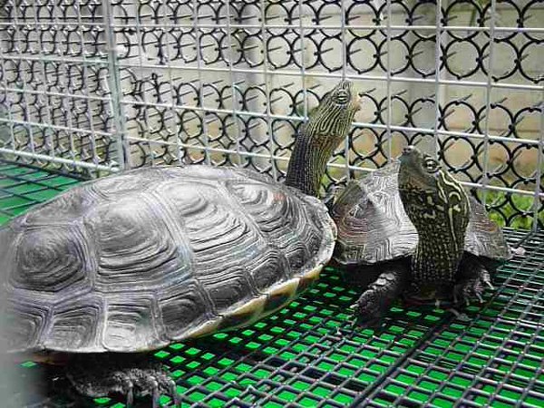 カメの卵の育て方 と どちらのカメが産んだのか 教えて下さい 飼 Yahoo 知恵袋