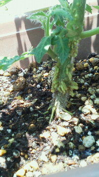 ミニトマトを育てています 最近 茎のしたの方にプツプツと突起物がで Yahoo 知恵袋