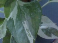 観葉植物の葉が白い粉をふいています 写真以外の葉も何枚かなってます これは何 Yahoo 知恵袋