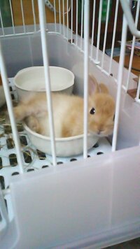 ウサギ初心者です 飼育書を読んでいますが よく分からない行動や質問 Yahoo 知恵袋