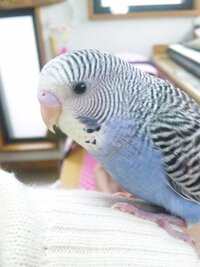 私の飼っているセキセイインコは ノーマルブルーです 私は雄だと思う Yahoo 知恵袋