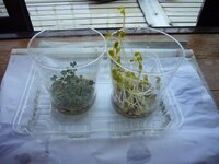 同じ植物でも 葉の色が日向だと緑色 日陰だと黄色 黄緑色になるの Yahoo 知恵袋