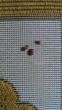 シバンムシに関する質問です 家の中でトイレだけにシバンムシ 黒い虫 Yahoo 知恵袋