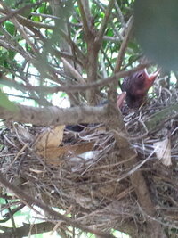 ヒヨドリの雛の鳴き声 最近家のとてもとても近くにヒヨドリが巣をつくり 一 Yahoo 知恵袋