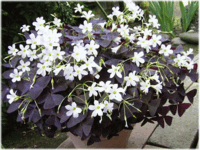 オキザリスが増えすぎて困っています どうしたらいいですか 球根オキザ Yahoo 知恵袋