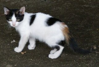 オスの三毛猫が産まれました オスの三毛猫が産まれたんですけど 庭で遊ぶ Yahoo 知恵袋