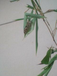 竹の葉に付いていたのですがこれは虫の卵か何かでしょうか 詳細わかる方情報願い Yahoo 知恵袋