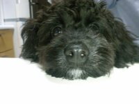 キャバプー キャバリア トイプードル を飼われている方 私はキャバプーを飼いた Yahoo 知恵袋