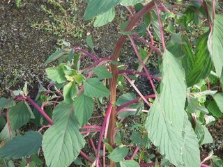 今の時季 茎が赤い この草はなんでしょう 私もイヌビユに近い仲間 ヒユ Yahoo 知恵袋