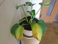 ギボウシを鉢植えで育てているのですが 葉先がほとんど枯れた様になってしま Yahoo 知恵袋