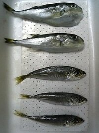 スーパーで買ってきた小アジの中に小アジらしからぬ怪しい魚が紛れ込ん Yahoo 知恵袋