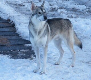 この毛色のカラーってウルフグレーですか 狼犬でしょうか Yahoo 知恵袋