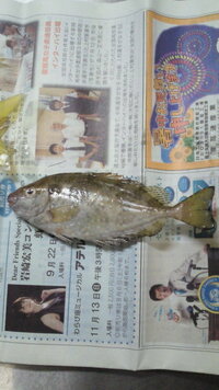 今日 夜釣りに行ったんですがこの魚は食べれますか 何ていう魚ですか Yahoo 知恵袋