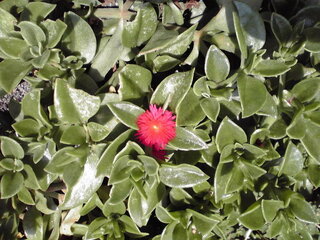 小さな赤い花 名前分かりますか 多肉植物のベビーサンローズ別名花蔓草 Yahoo 知恵袋