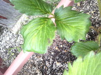 いちごの葉 病気でしょうか 家庭菜園初心者です 買ってきた苗をプラ Yahoo 知恵袋