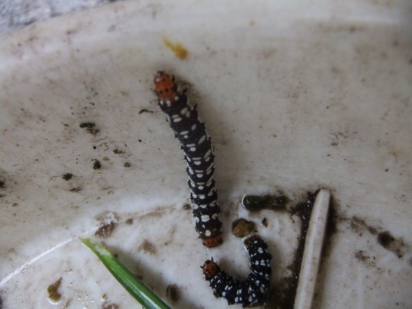 庭の水仙に以下の画像の虫が発生しました 何という虫で どのようにして駆除した Yahoo 知恵袋
