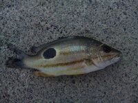 この魚は何という魚ですか 両サイドに黒い斑点があります １０cmほ Yahoo 知恵袋