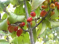 グミの実子供の頃ですが庭にグミの木がありました 大きくなりすぎて切り倒してし Yahoo 知恵袋