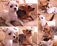 もし あなたの犬がマルモのおきてのムックのように喋りだしたら あなたはどんな Yahoo 知恵袋