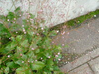 道路脇に咲いていたピンクの星形の花の名前を教えて下さい 多分雑草ではなく 近 Yahoo 知恵袋