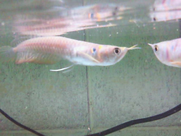 このシルバーアロワナの幼魚の背中が曲がるというか、盛り上がってます