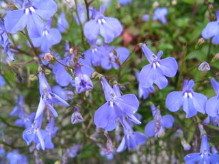 花の名前の質問です この水色の小さな花の名前を教えてください 長野県在住です Yahoo 知恵袋