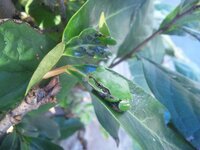 カエルの傘の葉っぱあれは 蓮の葉ですか カエルが大きな葉っぱを傘にしているイ Yahoo 知恵袋